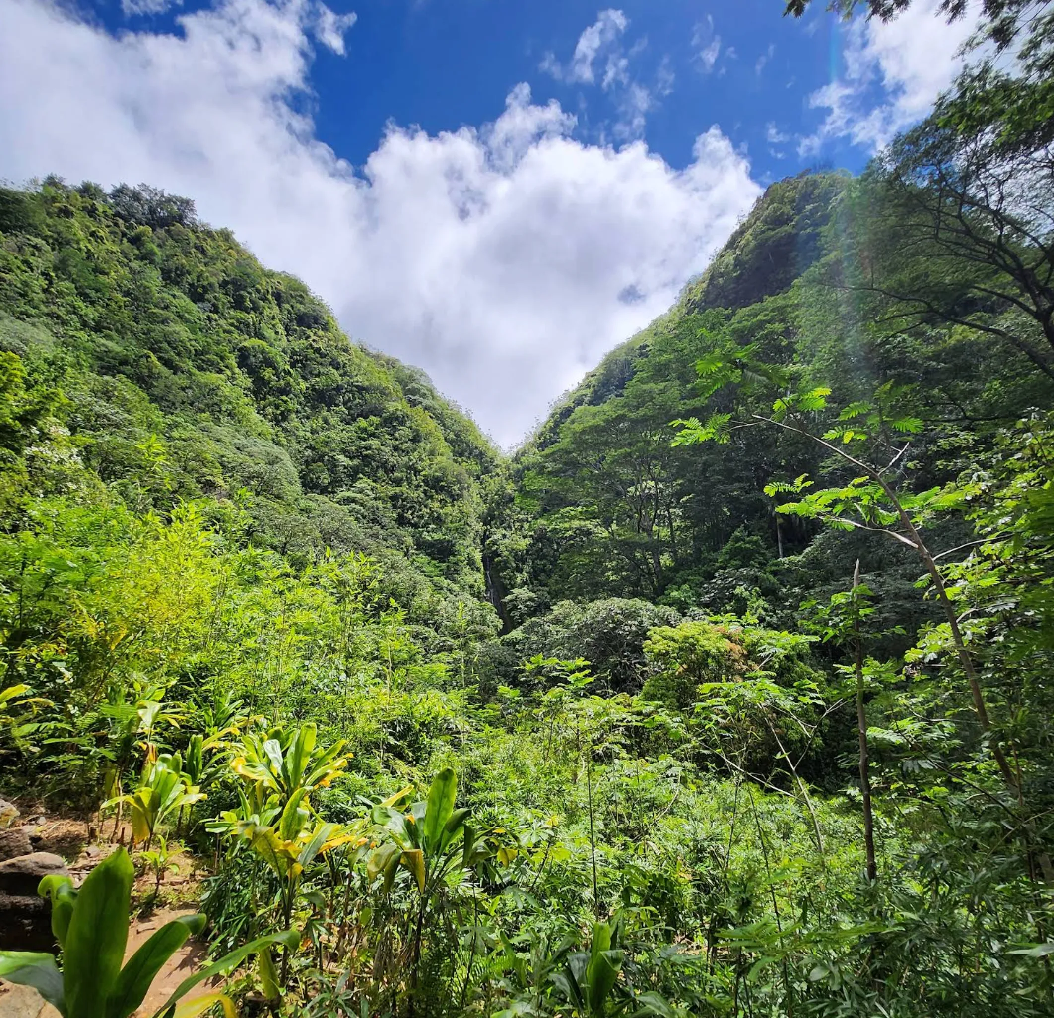 Image: Family at the overlook railing near Mānoa Falls after light rain