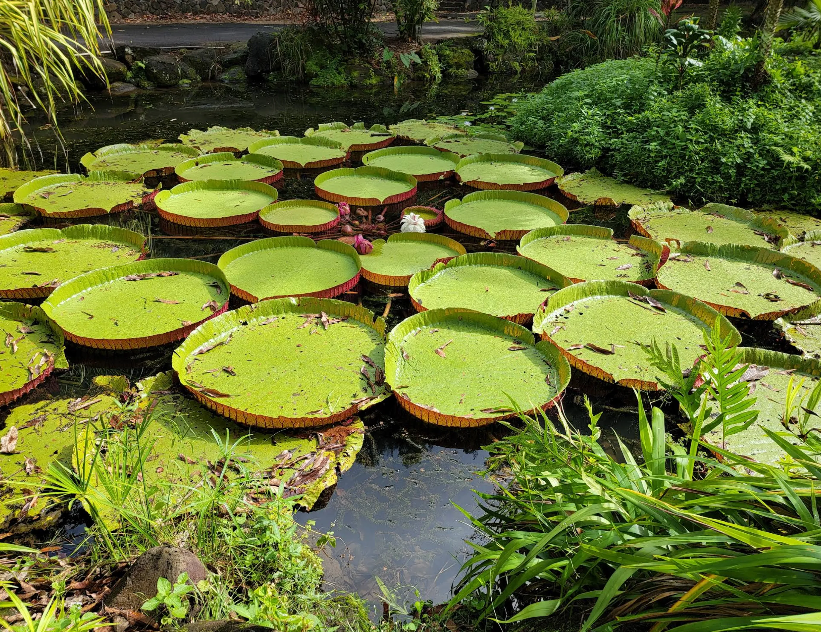 Image: Kids watching surfers at the Banzai Pipeline from a safe distance on the beach